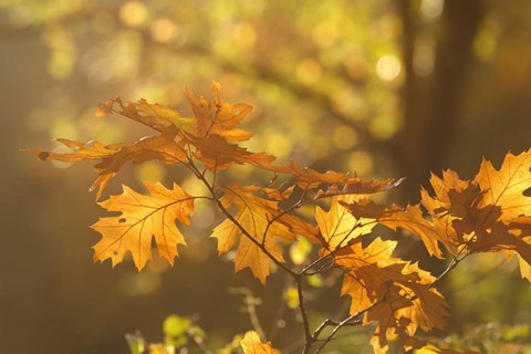 Framed Autumn Light Print