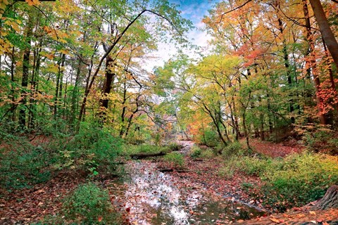 Framed Autumn at Hopkins Pond Print
