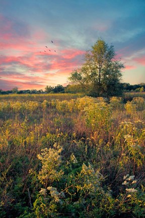 Framed Grateful for the Day Print