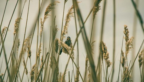 Framed Even The Skies Have Limits Print