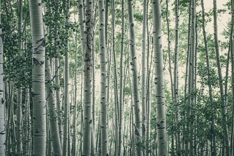 Framed Obscured by Alders Print