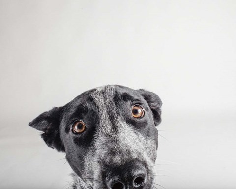 Framed Blue Zuck Print