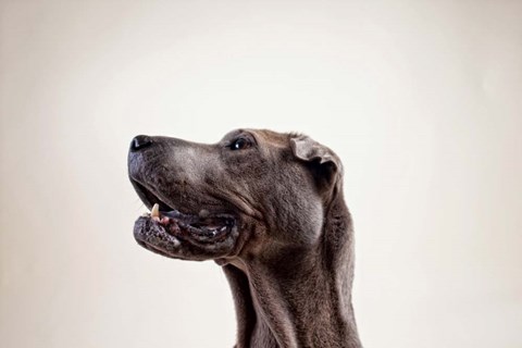 Framed Pelei in Profile Print