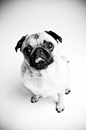 Framed Piggie 7 Print