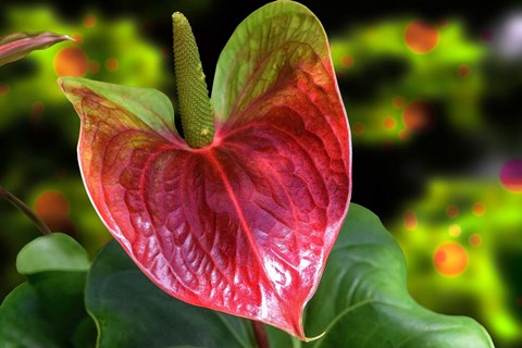 Framed Antherium Print