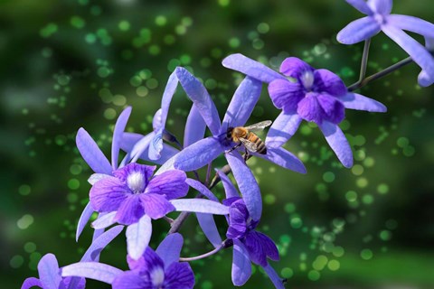 Framed Bee and Purple Flowers Print