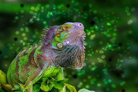 Framed Green Iguana Print