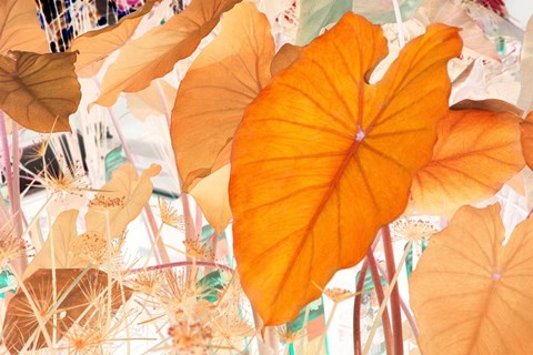 Framed Elephant Ears Print