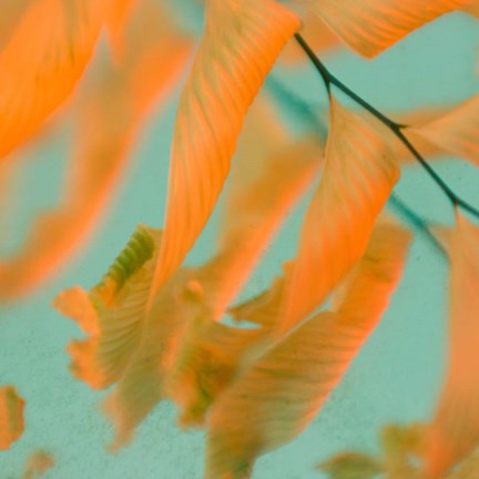 Framed Fern Dance 1 Print