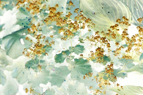 Framed Golden Lady's Mantle Print