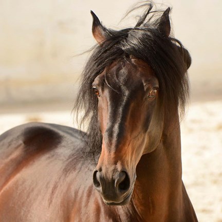 Framed Casanova Print