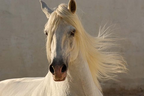 Framed Elegance Print