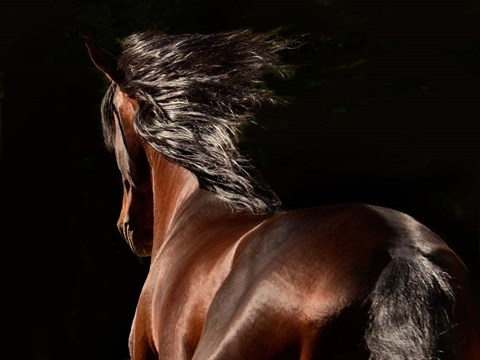 Framed Reflection Print