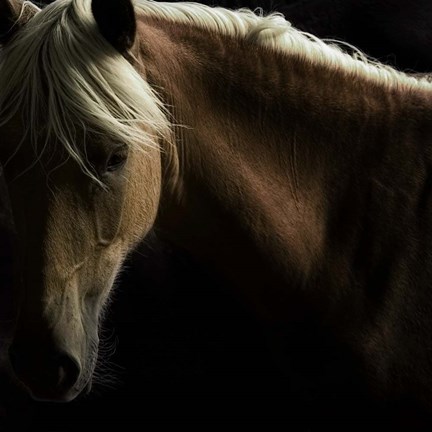 Framed Spirit Horse Print