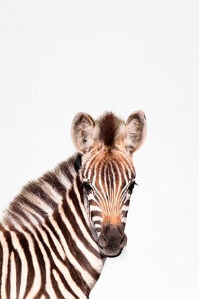 Framed Baby Zebra Print