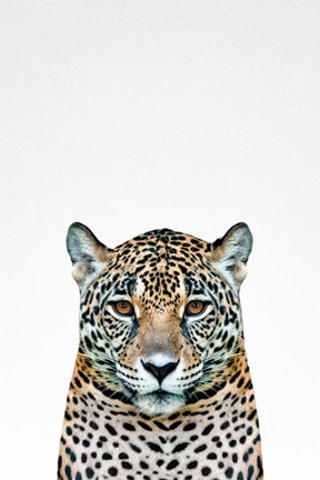 Framed Leopard II Print