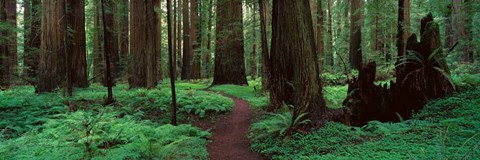 Framed Redwoods Path Print