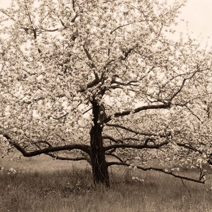 Framed Apple Tree in Bloom Print