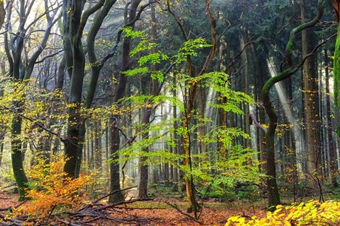 Framed Colors of the Forest IV Print