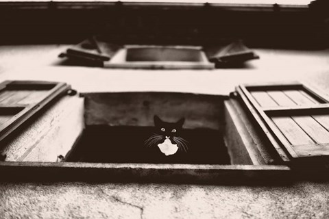 Framed Dali the Cat Print