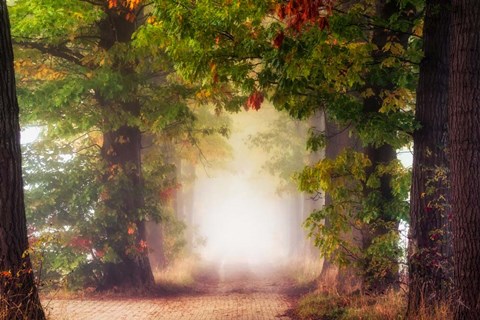 Framed Fall Colors Print