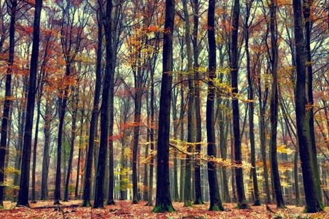 Framed Nature&#39;s Palette Print