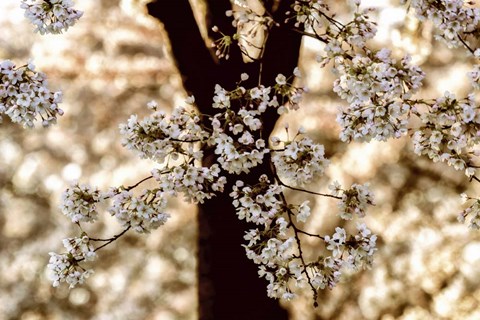 Framed Spring Black Print