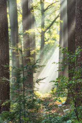 Framed Sunbeam and Spiderweb Print