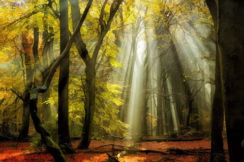 Framed Yellow Leaves Rays Print