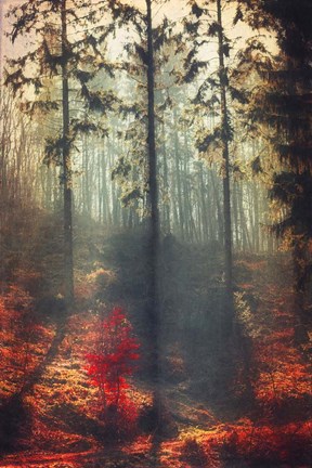 Framed Weight of Light Print