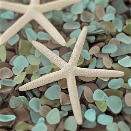 Framed Aquatic 1 Print