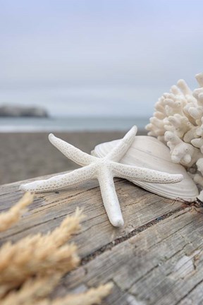 Framed Crescent Beach Shells 13 Print