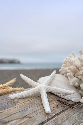 Framed Crescent Beach Shells 14 Print