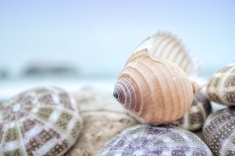 Framed Crescent Beach Shells 15 Print