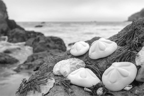 Framed Crescent Beach Shells 4 Print