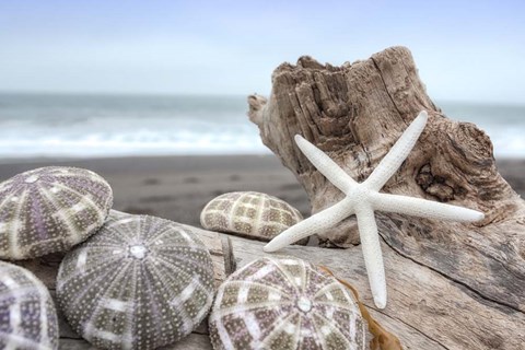 Framed Crescent Beach Shells 5 Print