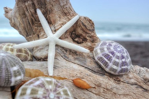 Framed Crescent Beach Shells 7 Print