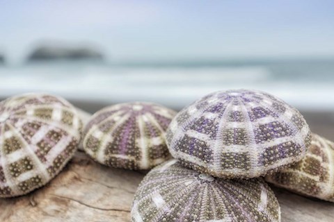 Framed Crescent Beach Shells 8 Print