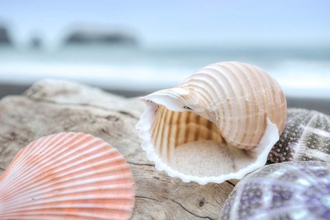 Framed Crescent Beach Shells 9 Print