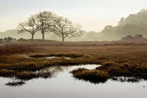Framed Island Oak Trees Print