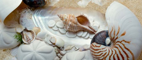 Framed Island Tide Pool No. 1 Print