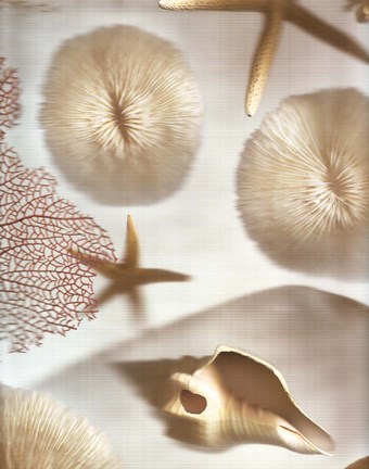 Framed Nautical Illuminations No.1 Print