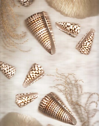 Framed Nautical Illuminations No.4 Print