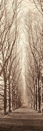 Framed Poplar Trees Print