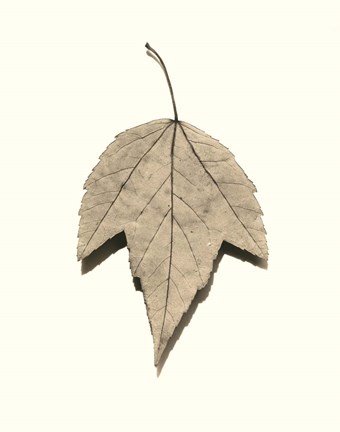 Framed Red Maple Print