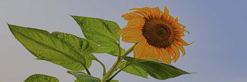 Framed Sunflower Wild Print