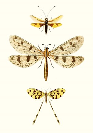 Framed Entomology Series I Print