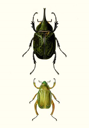 Framed Entomology Series IV Print