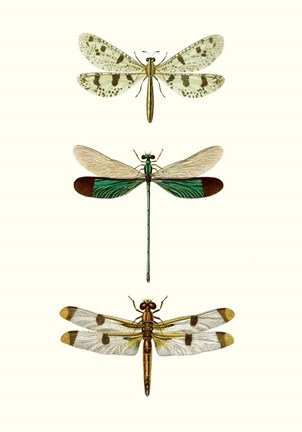 Framed Entomology Series VII Print