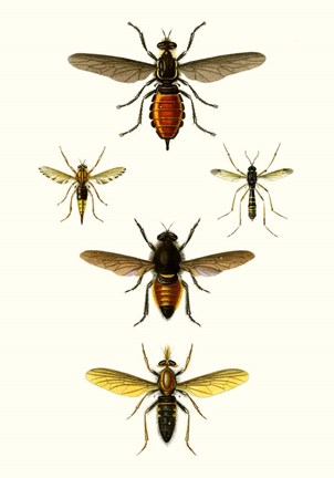 Framed Entomology Series IX Print